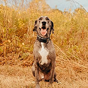 Ollie is registered to the contest to win money with this photo: animal, autumn, brown, canine, collar, daylight, dog, ears, fall, field, grass, happy, mammal, nature, outdoor, pet, portrait, sitting, tongue_out, yellow