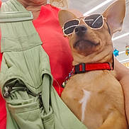 Little One joined the competition — help win amazing prizes! dog, sunglasses, red_collar, pet, indoor, person, red_shirt, green_jacket, canine, animal, close_up, fashion, accessory, cute, portrait, face, cool, holding, store, decorations