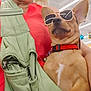 dog, sunglasses, red_collar, pet, indoor, person, red_shirt, green_jacket, canine, animal, close_up, fashion, accessory, cute, portrait, face, cool, holding, store, decorations