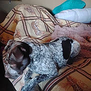 Pickle is registered to the contest to win money with this photo: dog, indoor, blanket, pattern, tiger_pattern, giraffe_pattern, pillow, cushion, foot, sock, furniture, cozy, pet, relaxing, animal, speckled, black_patch, floor, person_part, living_room