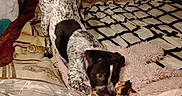 Pickle is registered to the contest to win money with this photo: dog, playful, toy, bed, blanket, indoor, pet, canine, black_and_white, fur, animal, cushion, cozy, room, playing, comfort, domestic, furniture, young_dog, collar