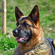 Lucimzyqeyzhoh is registered to the contest to win money with this photo: dog, german_shepherd, animal, pet, outdoor, grass, canine, ears, fur, collar, nature, mammal, portrait, close_up, alert, sunlight, greenery, domestic_animal, companionship, relaxed