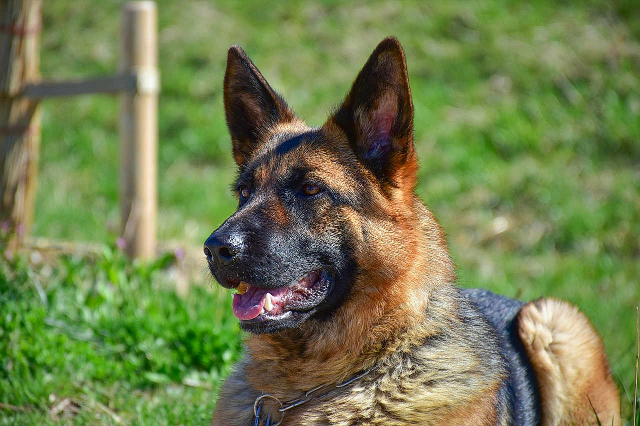 Lucimzyqeyzhoh is registered to the contest to win money with this photo: dog, german_shepherd, animal, pet, outdoor, grass, canine, ears, fur, collar, nature, mammal, portrait, close_up, alert, sunlight, greenery, domestic_animal, companionship, relaxed