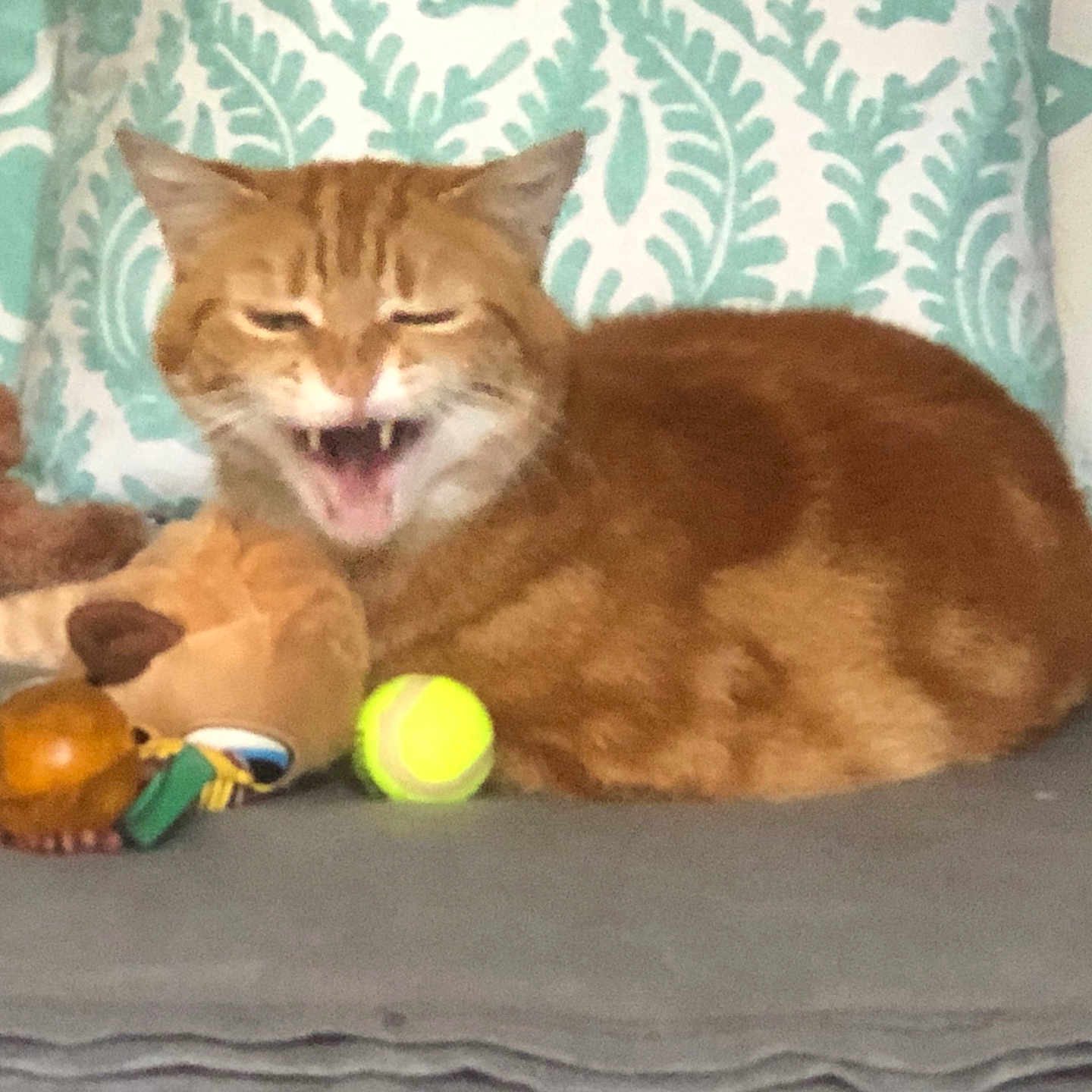 Oscar participe au concours pour gagner de l'argent avec cette photo : animal, bed, cat, cute, domestic_cat, feline, ginger_cat, indoor, mouth_open, orange_fur, patterned_pillow, pet, pillow, relaxed, resting, soft_toys, stuffed_animal, teeth, toy, yellow_ball