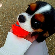 Chips participe au concours pour gagner de l'argent avec cette photo : accessories, animal, beagle, bodypart, canine, chihuahua, cockerspaniel, collar, dog, finger, hand, hound, lesserpanda, papillon, person, pet, puppy, snout, strap, whitedog