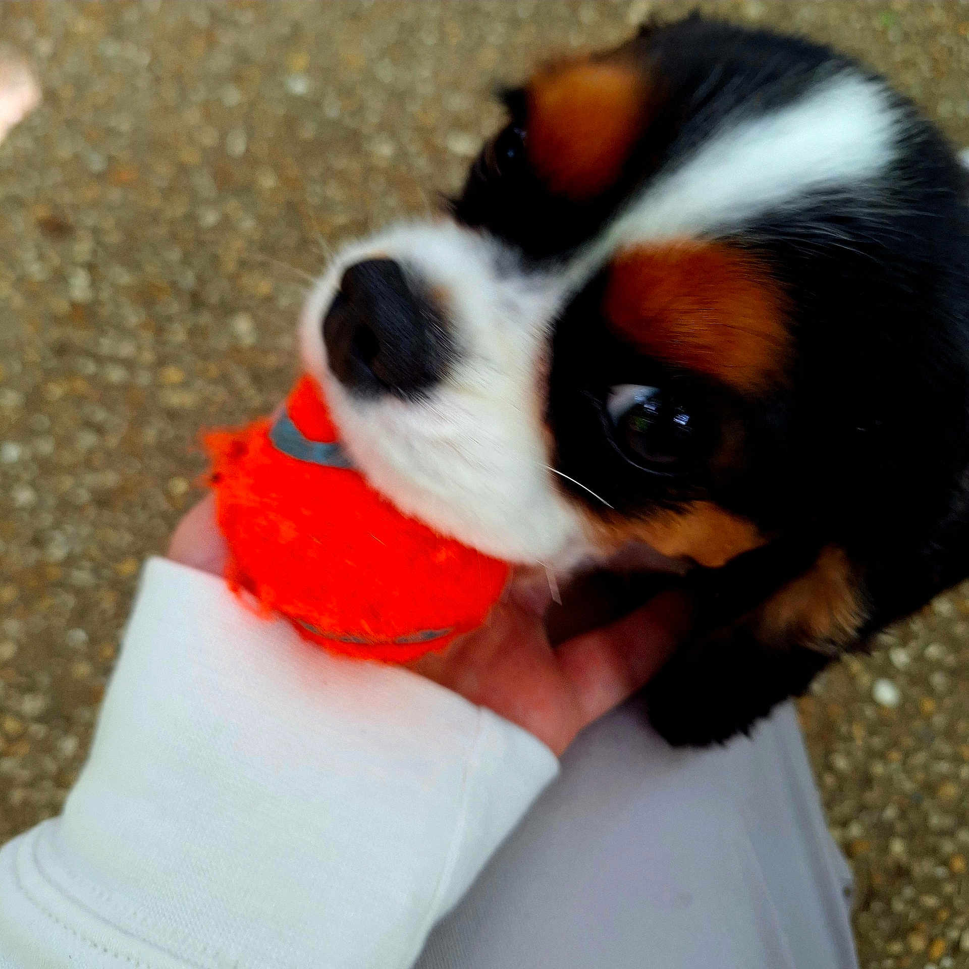 Chips participe au concours pour gagner de l'argent avec cette photo : accessories, animal, beagle, bodypart, canine, chihuahua, cockerspaniel, collar, dog, finger, hand, hound, lesserpanda, papillon, person, pet, puppy, snout, strap, whitedog