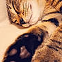 abyssinian, animal, cat, claw, electronics, hardware, hardwood, hook, kitten, manx, person, pet, siamese, sleeping, wood