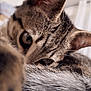 abyssinian, animal, cat, kitten, manx, pet