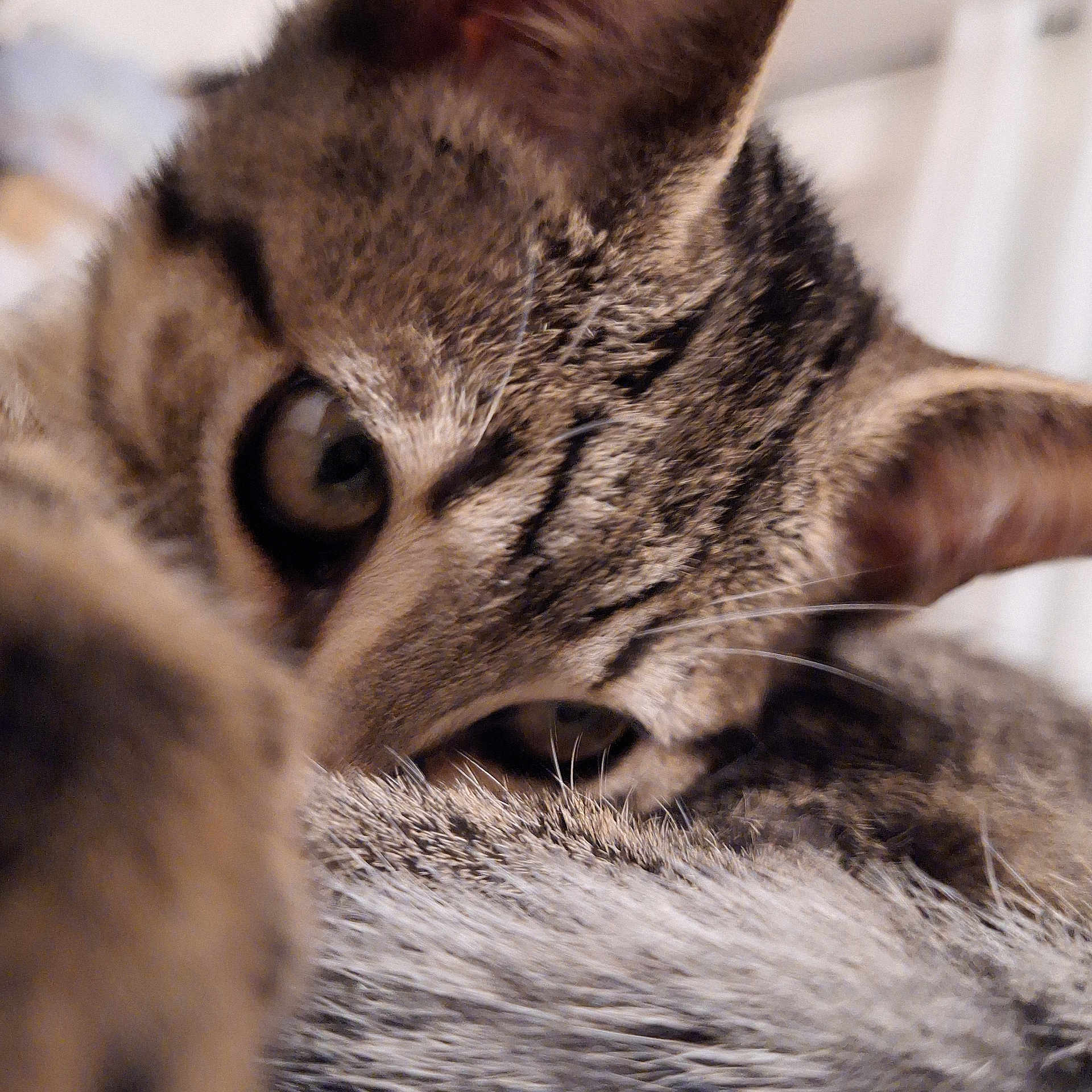 Nala