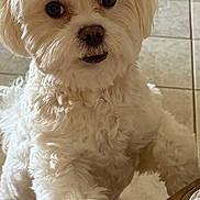 Milo joined the competition — help win amazing prizes! dog, white_dog, fluffy, small_dog, portrait, close_up, standing, paw, fur, long_hair, dark_eyes, black_nose, open_mouth, indoor, tile_floor, home, furniture, blanket, cute, curious