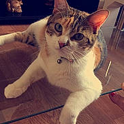 Princesse a rejoint le concours — aidez-le/la à gagner de superbes lots ! animal, bell, calico, cat, closeup, collar, curious, decor, domestic, ears, feline, floor, glass_surface, home, indoor, paw, pet, relaxed, whiskers, wooden_floor