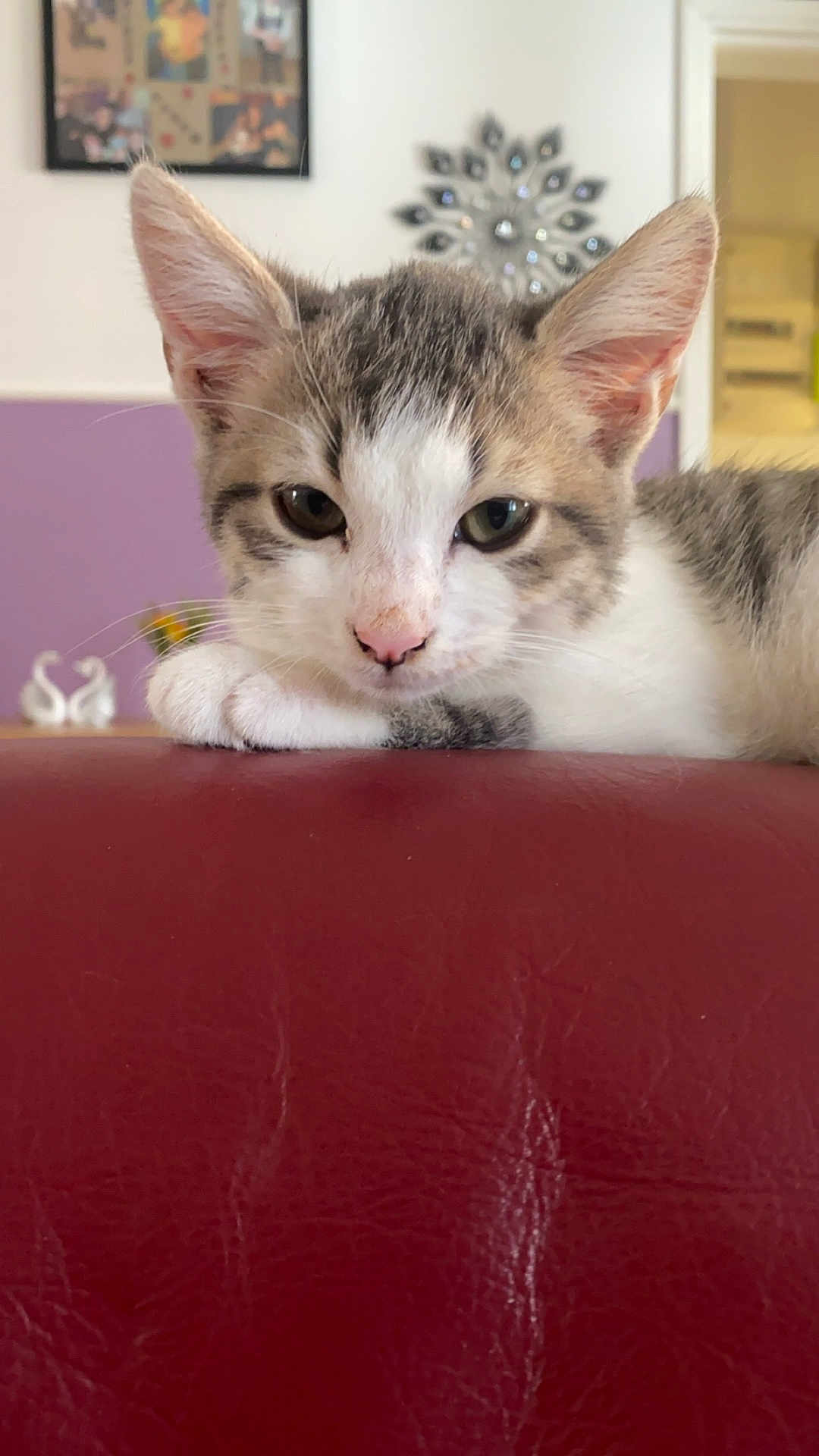 Pompon a rejoint le concours — aidez-le/la à gagner de superbes lots ! abyssinian, accessories, angora, animal, architecture, building, cat, couch, cushion, furniture, homedecor, indoors, interiordesign, kitten, livingroom, manx, person, pet, room, siamese