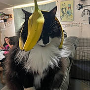 Boots joined the competition — help win amazing prizes! animal, artwork, background, banana, black_and_white, cat, costume, couch, domestic, ears, fluffy, fruit, funny, furniture, indoor, living_room, painting, person, pet, whiskers