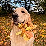 Vaïko a rejoint le concours — aidez-le/la à gagner de superbes lots ! dog, golden_retriever, autumn, leaves, fall, outdoor, nature, grass, tree, pet, animal, canine, leaf, brown, yellow, orange, cute, fur, muzzle, snout