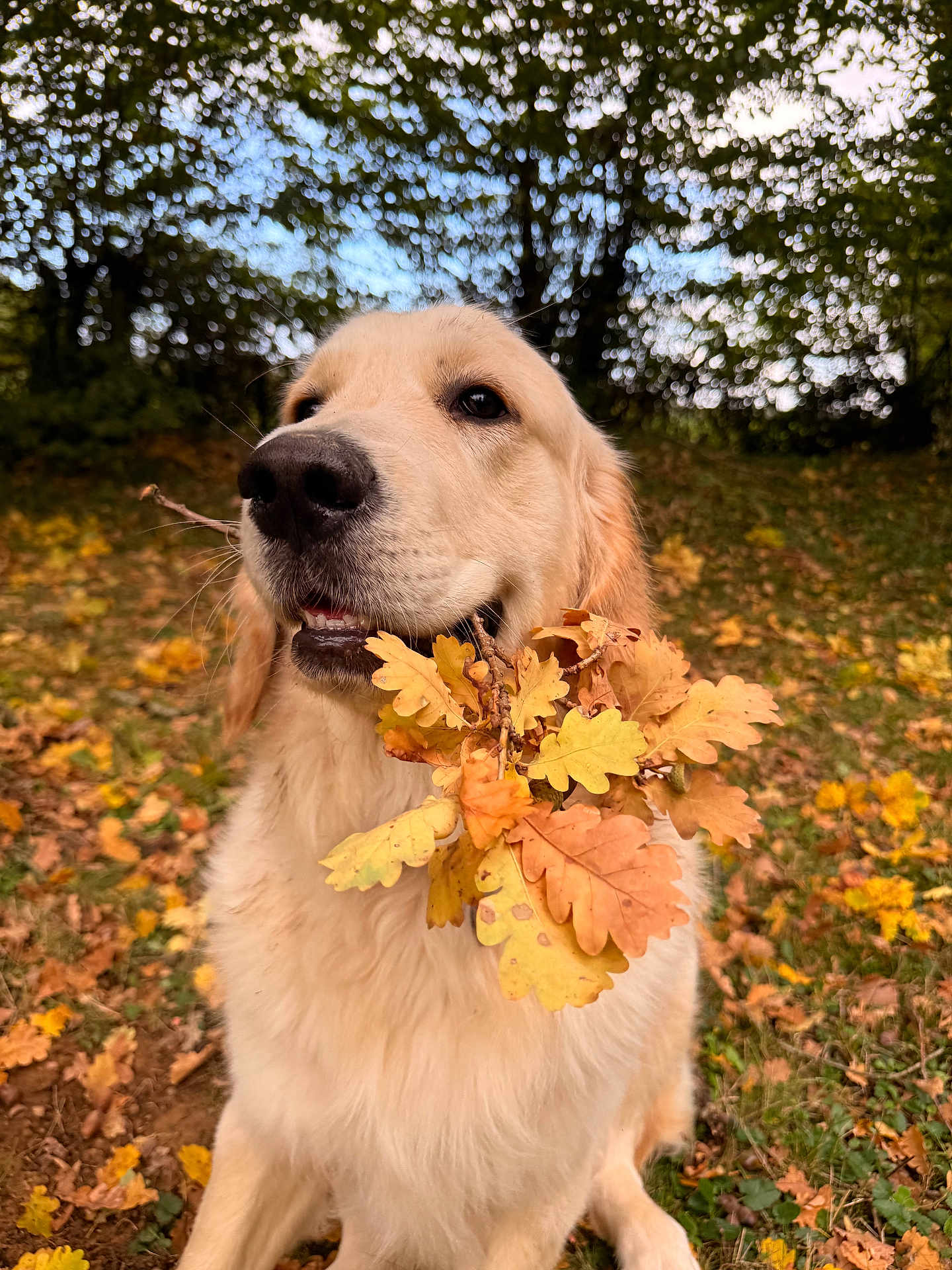 Vaïko a rejoint le concours — aidez-le/la à gagner de superbes lots ! dog, golden_retriever, autumn, leaves, fall, outdoor, nature, grass, tree, pet, animal, canine, leaf, brown, yellow, orange, cute, fur, muzzle, snout