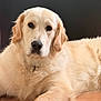 Vaïko participe au concours pour gagner de l'argent avec cette photo : dog, golden_retriever, pet, animal, fur, laying_down, canine, mammal, portrait, cute, indoor, calm, relaxed, floor, paw, face, ears, nose, whiskers, eyes