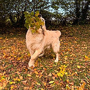 Vaïko a rejoint le concours — aidez-le/la à gagner de superbes lots ! dog, golden_retriever, leaves, autumn, outdoor, grass, tree, nature, playful, animal, canine, fall, leaf, pet, forest, happy, daytime, muzzle, fur, park