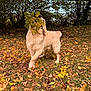 dog, golden_retriever, leaves, autumn, outdoor, grass, tree, nature, playful, animal, canine, fall, leaf, pet, forest, happy, daytime, muzzle, fur, park