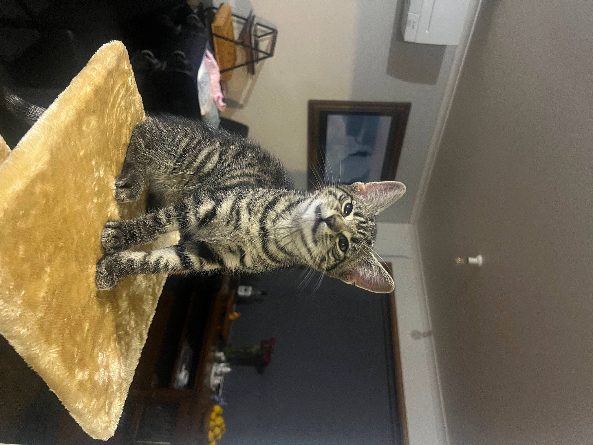 Tiger joined the competition — help win amazing prizes! art, carnivore, cat, domestic_short_haired_cat, door, felidae, flooring, fur, metal, picture_frame, room, sculpture, small_to_medium_sized_cats, snout, tail, terrestrial_animal, whiskers, wood