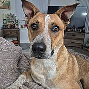 Aussie joined the competition — help win amazing prizes! dog, pet, animal, brown, white, ears, eyes, nose, fur, blanket, indoor, living_room, furniture, table, decor, carpet, closeup, portrait, canine, resting