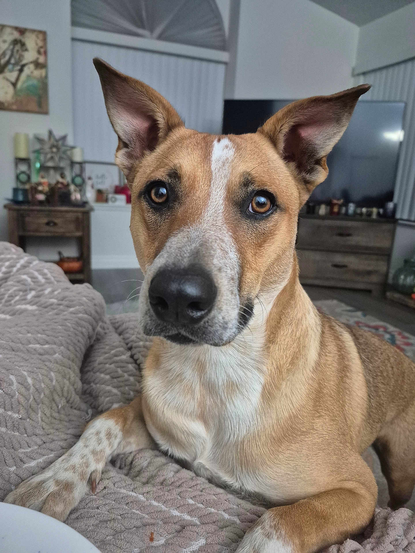 Aussie