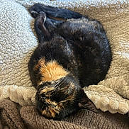 Aria participe au concours pour gagner de l'argent avec cette photo : cat, tortoiseshell_cat, sleeping, curled_up, blanket, cozy, furry, pet, indoor, resting, soft_texture, warm_colors, animal, cute, domestic_cat, relaxed, fur, whiskers, nap, comfort