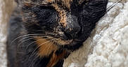 Aria participe au concours pour gagner de l'argent avec cette photo : animal, blanket, cat, closeup, comfort, cozy, cute, feline, fur, indoor, nap, peaceful, pet, relaxation, resting, sleeping, soft, texture, tortoiseshell, whiskers