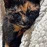 cat, tortoiseshell, sleeping, cozy, blanket, closeup, pet, feline, whiskers, fur, resting, cute, animal, soft, indoor, comfort, peaceful, relaxation, nap, texture