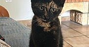 Aria participe au concours pour gagner de l'argent avec cette photo : kitten, cat, tortoiseshell, indoor, couch, furniture, claws, curious, pet, animal, small, young, paw, eyes, sitting, home, cozy, tile_floor, fireplace, relaxed
