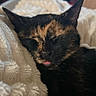Aria participe au concours pour gagner de l'argent avec cette photo : cat, tortoiseshell, sleeping, tongue_out, blanket, cozy, fur, pet, indoor, cute, resting, whiskers, ears, animal, domestic, soft, comfort, relaxed, face, closeup