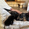 Aria a rejoint le concours — aidez-le/la à gagner de superbes lots ! cat, tortoiseshell_cat, sleeping, paw, blanket, furry, cozy, indoor, resting, human_arm, soft_texture, feline, pet, relaxation, closeup, comfort, domestic_animal, warm, blurred_background, animal
