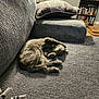 cat, gray_cat, couch, pillow, indoor, relaxing, sleeping_cat, sunlight, home_interior, bookshelf, books, furniture, cozy, pet, animal, nap, living_room, soft_texture, domestic_cat, resting