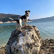 Utopia a rejoint le concours — aidez-le/la à gagner de superbes lots ! dog, black_and_white, standing, outdoors, lake, water, rock, boulder, shoreline, mountains, hills, landscape, blue_sky, sunny, nature, reflection, barnacles, adventure, portrait, scenic