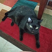 Mitten Kitten is registered to the contest to win money with this photo: cat, black_cat, indoor, rug, furniture, wood, colorful, curious, pet, animal, floor, yellow_eyes, lazy, cozy, home, domestic_cat, looking_up, resting, plush, mammal