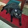 cat, black_cat, indoor, rug, furniture, wood, colorful, curious, pet, animal, floor, yellow_eyes, lazy, cozy, home, domestic_cat, looking_up, resting, plush, mammal