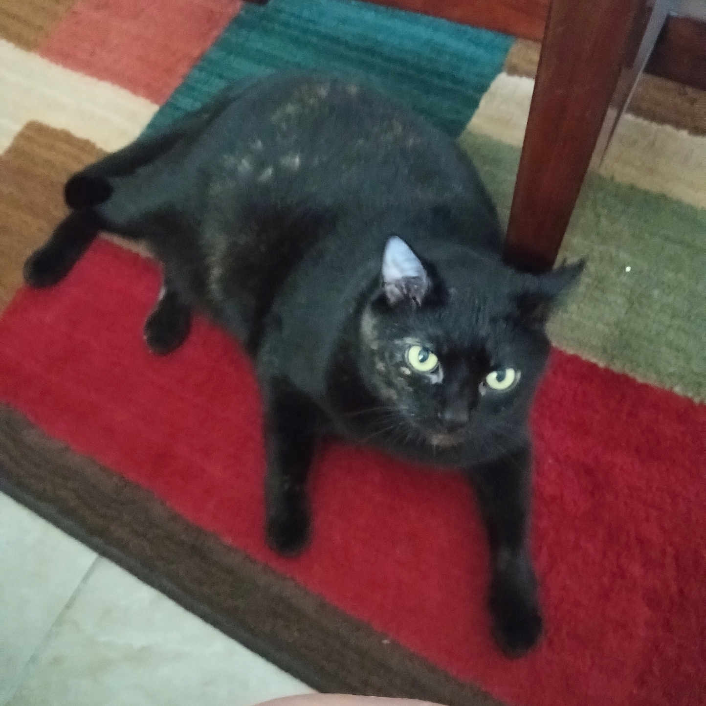 Mitten Kitten is registered to the contest to win money with this photo: animal, black_cat, cat, colorful, cozy, curious, domestic_cat, floor, furniture, home, indoor, lazy, looking_up, mammal, pet, plush, resting, rug, wood, yellow_eyes