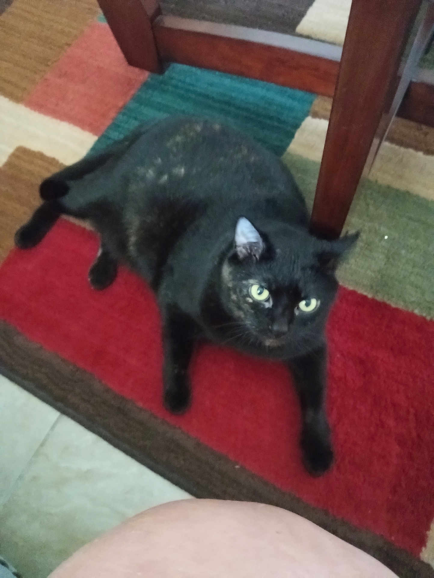 Mitten Kitten is registered to the contest to win money with this photo: cat, black_cat, indoor, rug, furniture, wood, colorful, curious, pet, animal, floor, yellow_eyes, lazy, cozy, home, domestic_cat, looking_up, resting, plush, mammal