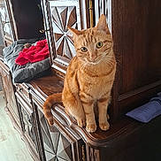 Moustique participe au concours pour gagner de l'argent avec cette photo : cat, ginger_cat, wooden_cabinet, carved_wood, furniture, indoor, pet, curious, sitting, cushion, blanket, red_blanket, floor, eyes, animal, domestic_cat, feline, home, cozy, decor