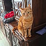cat, ginger_cat, wooden_cabinet, carved_wood, furniture, indoor, pet, curious, sitting, cushion, blanket, red_blanket, floor, eyes, animal, domestic_cat, feline, home, cozy, decor