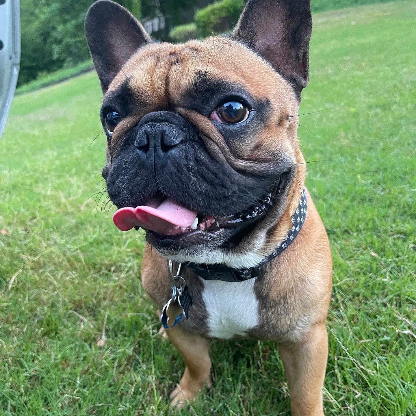 Racco joined the competition — help win amazing prizes! animal, architecture, backyard, boxer, building, bulldog, canine, dog, frenchbulldog, grass, lawn, nature, outdoors, pet, pitbull, plant, pug, puppy, shelter, yard