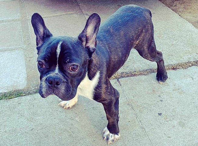 Pecas is registered to the contest to win money with this photo: ancient_dog_breeds, boston_terrier, bulldog, canidae, carnivore, companion_dog, dog, dog_breed, ear, french_bulldog, molosser, non_sporting_group, paw, plant, terrestrial_animal, toy_dog, vertebrate, whiskers, working_animal