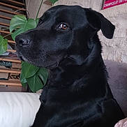 Buzz participe au concours pour gagner de l'argent avec cette photo : dog, black_dog, indoor, plant, green_leaves, couch, furniture, pet, animal, portrait, calm, closeup, fur, snout, ears, brown_eyes, domestic_animal, sitting, home, relaxed