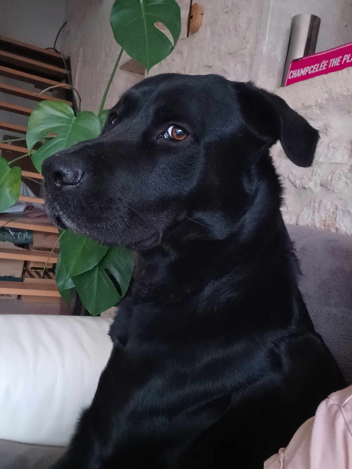 Buzz participe au concours pour gagner de l'argent avec cette photo : dog, black_dog, indoor, plant, green_leaves, couch, furniture, pet, animal, portrait, calm, closeup, fur, snout, ears, brown_eyes, domestic_animal, sitting, home, relaxed
