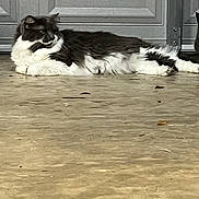 Keeks is registered to the contest to win money with this photo: alone, animal, black_and_white, calm, cat, concrete_floor, daylight, domestic_cat, ears, feline, fur, garage, lying_down, outdoor, pet, quiet, relaxed, resting, side_view, whiskers