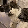 Keeks joined the competition — help win amazing prizes! animal, cat, close_up, couch, cute, domestic_cat, face, fluffy_cat, fur, furniture, gray_cat, indoor, living_room, paw, pet, portrait, relaxed, resting, whiskers, white_cat