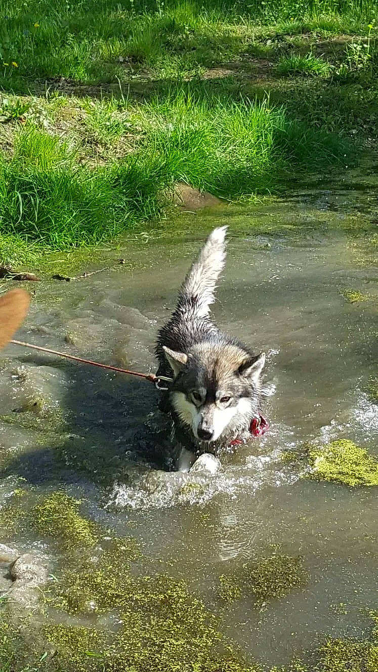 Ours participe au concours pour gagner de l'argent avec cette photo : australian_cattle_dog, beak, canidae, canis, carnivore, creek, dog, dog_breed, fluvial_landforms_of_streams, grass, groundcover, natural_landscape, plant, sporting_group, stream, tail, terrestrial_animal, water, watercourse, working_animal