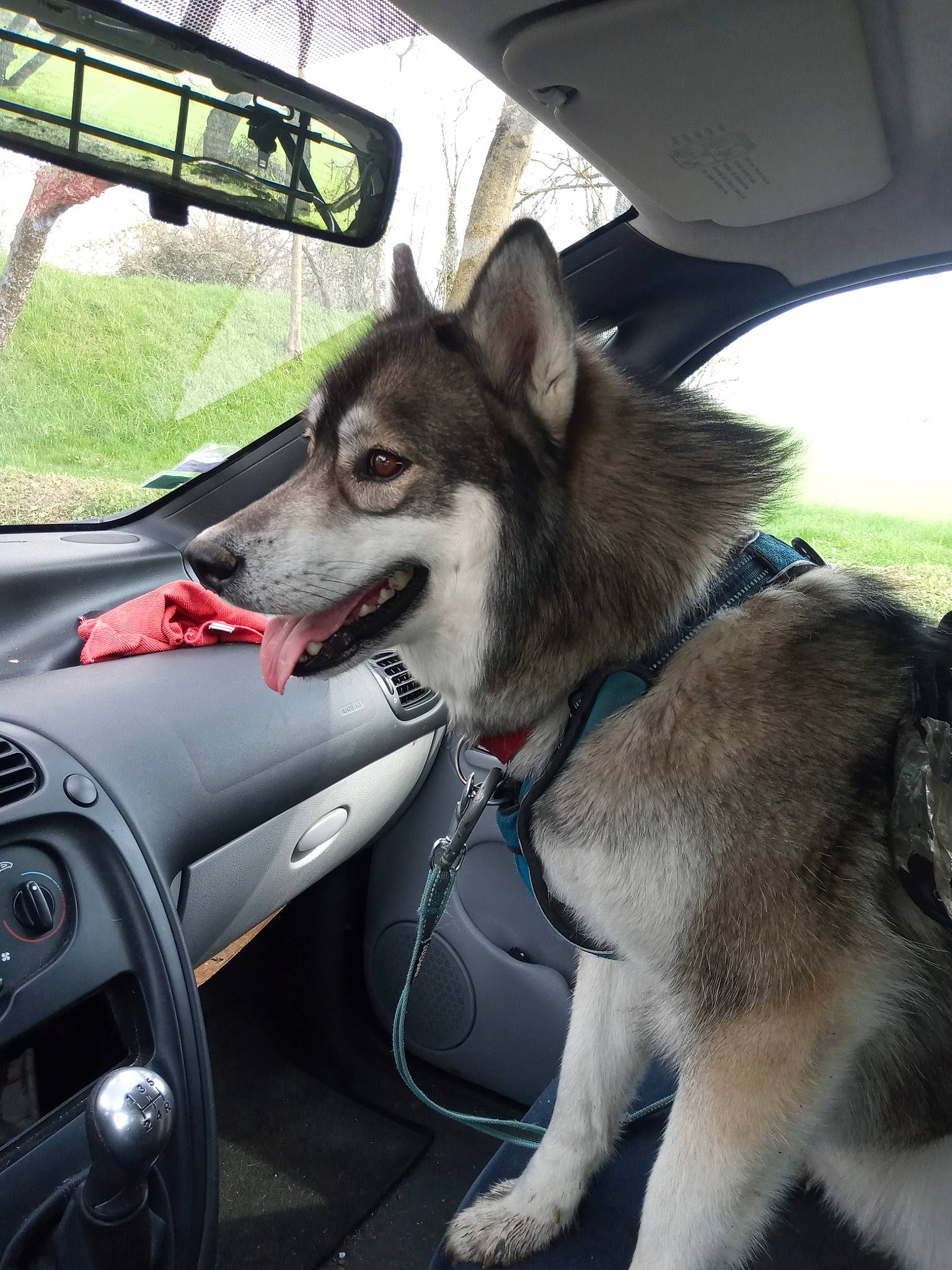 Ours participe au concours pour gagner de l'argent avec cette photo : auto_part, automotive_exterior, automotive_mirror, automotive_window_part, car, carnivore, collar, dog, dog_breed, family_car, motor_vehicle, personal_luxury_car, plant, sled_dog, snout, steering_wheel, vehicle, vehicle_door, windshield, working_animal