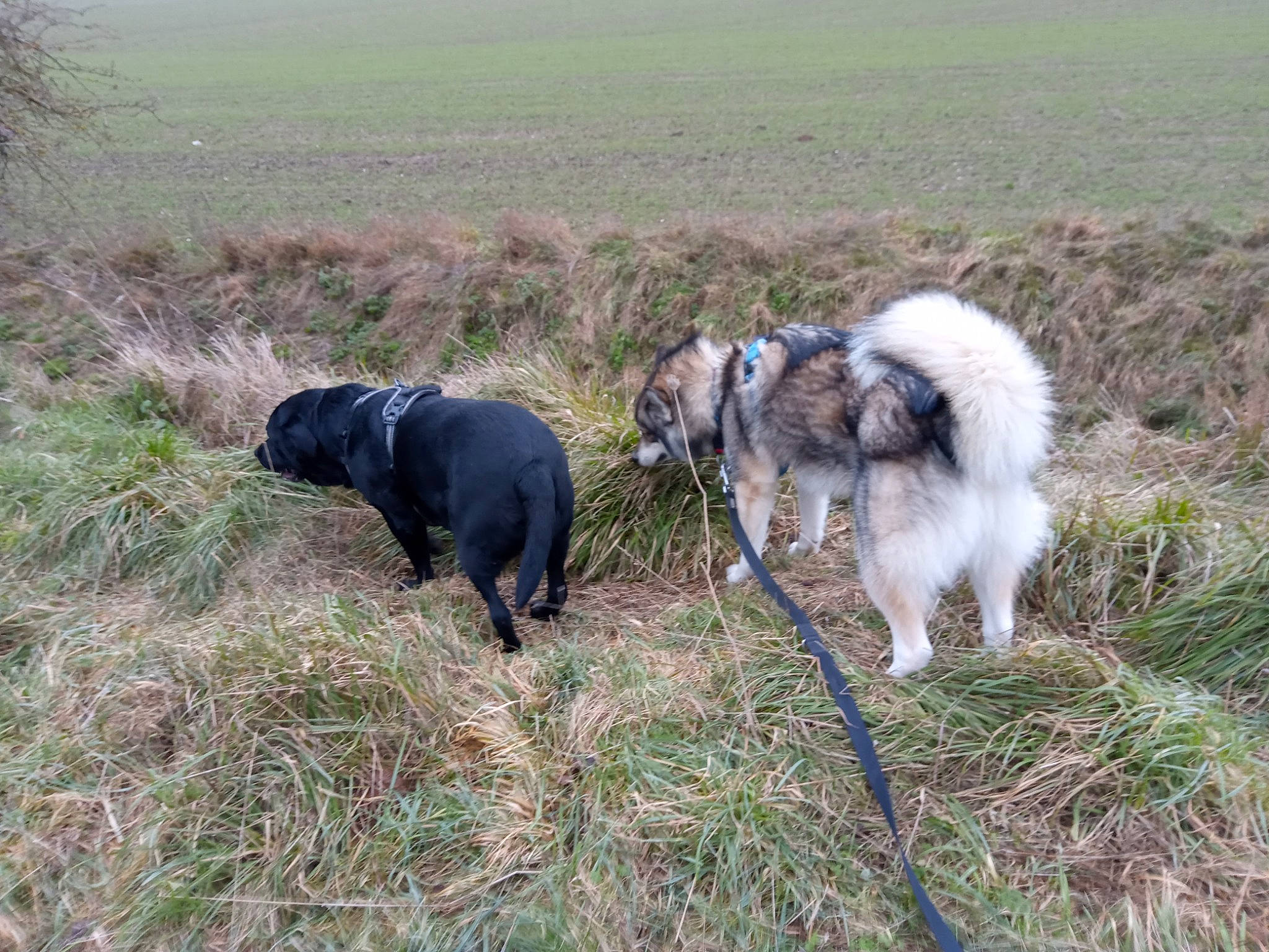 Ours a rejoint le concours — aidez-le/la à gagner de superbes lots ! canidae, carnivore, companion_dog, dog, dog_breed, fur, grass, grassland, herding_dog, non_sporting_group, plant, soil, sporting_group, tail, terrestrial_animal, tibetan_spaniel, working_animal, working_dog