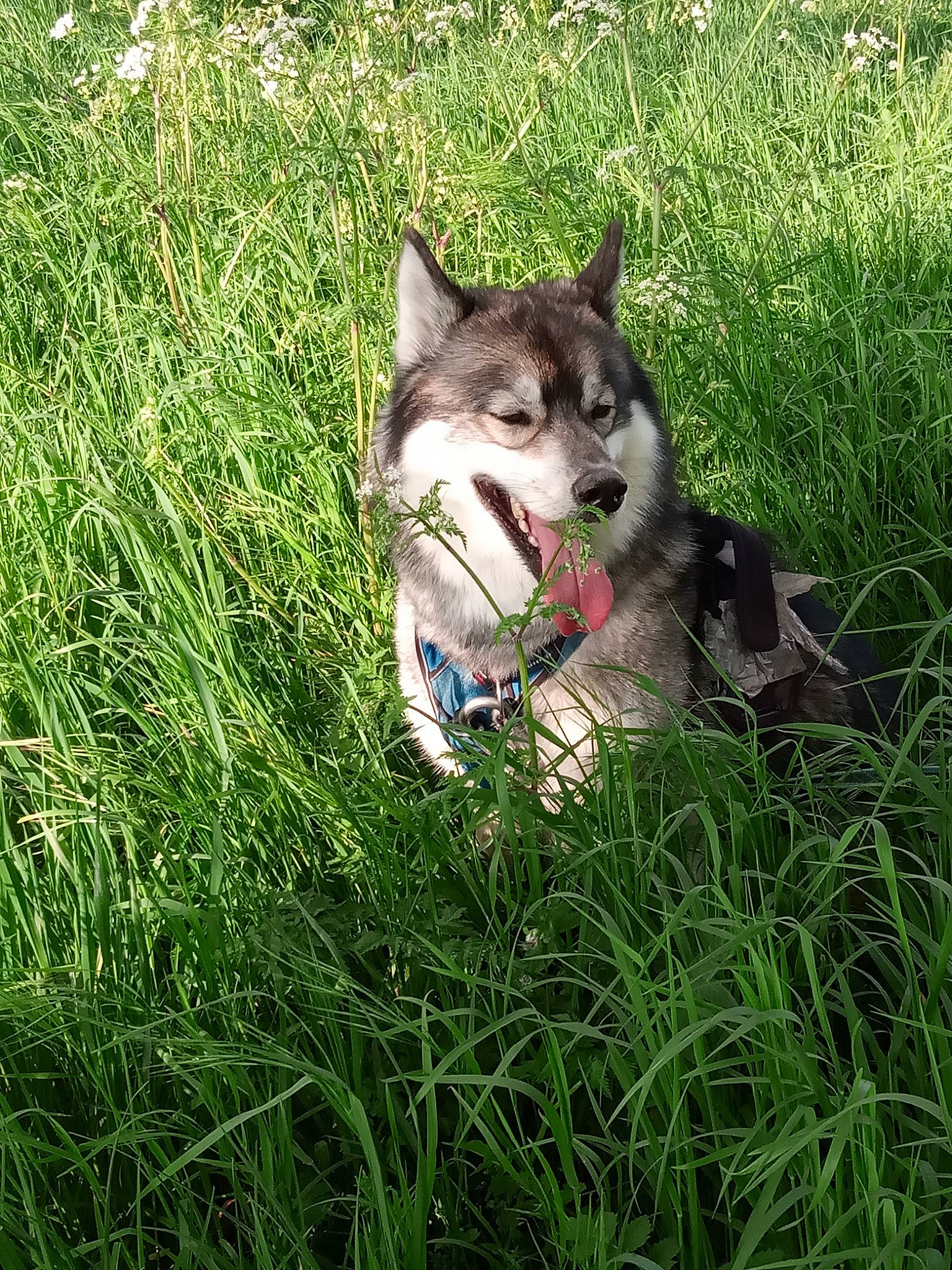 Ours a rejoint le concours — aidez-le/la à gagner de superbes lots ! canidae, canis, carnivore, dog_breed, domestic_short_haired_cat, felidae, fur, grass, grass_family, grassland, groundcover, lawn, plant, sled_dog, small_to_medium_sized_cats, snout, tail, terrestrial_animal, whiskers, wolf