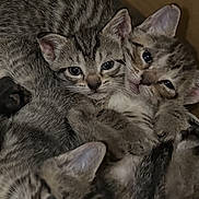 Cuties joined the competition — help win amazing prizes! kitten, tabby, cat, feline, baby_animal, pet, fur, whiskers, cute, sleeping, cozy, cardboard_box, closeup, animal, small, domestic_animal, playful, curious, companion, resting